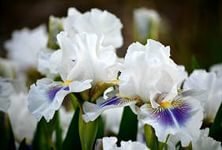 Cross stitch pattern: #859166