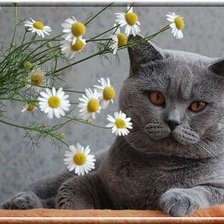 Cross stitch pattern: #860897