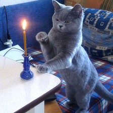 Cross stitch pattern: #860903