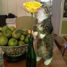 Cross stitch pattern: #860909