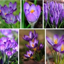 Cross stitch pattern: #860966