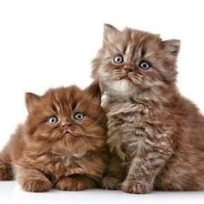 Cross stitch pattern: #861598