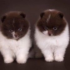 Cross stitch pattern: #861603