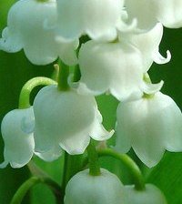 Cross stitch pattern: #862067