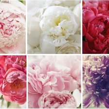 Cross stitch pattern: #862090