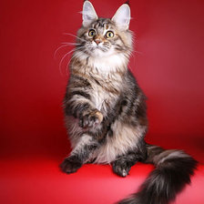 Cross stitch pattern: #862401