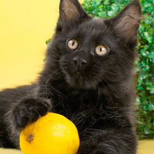 Cross stitch pattern: #862408