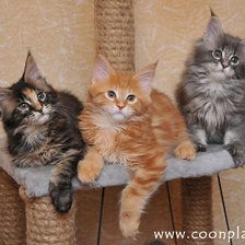 Cross stitch pattern: #862409