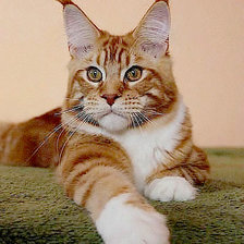 Cross stitch pattern: #862418