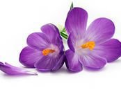 Cross stitch pattern: #863800