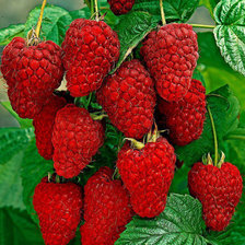 Cross stitch pattern: #864005