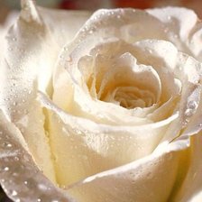Cross stitch pattern: #864561