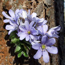 Cross stitch pattern: #864597