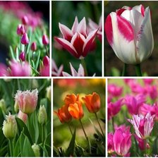 Cross stitch pattern: #867262