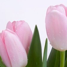 Cross stitch pattern: #867758