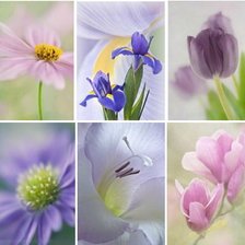 Cross stitch pattern: #868169