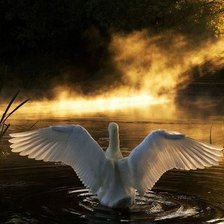 Cross stitch pattern: #868200