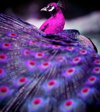 Cross stitch pattern: #868206