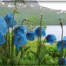 Cross stitch pattern: #870976