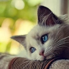 Cross stitch pattern: #871093