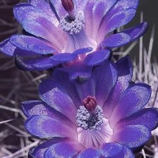 Cross stitch pattern: #871843