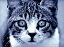 Cross stitch pattern: #871925