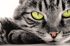 Cross stitch pattern: #871926