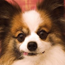 Cross stitch pattern: #871927