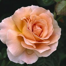 Cross stitch pattern: #872541