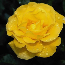 Cross stitch pattern: #872544