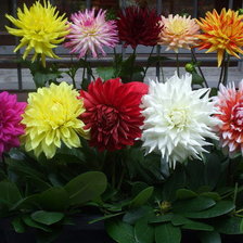 Cross stitch pattern: #872569