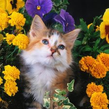 Cross stitch pattern: #872572