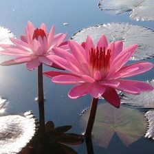 Cross stitch pattern: #873236