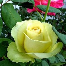 Cross stitch pattern: #873241