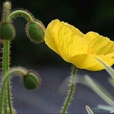 Cross stitch pattern: #873254