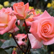 Cross stitch pattern: #873256