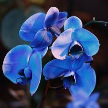 Cross stitch pattern: #873259