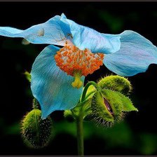 Cross stitch pattern: #873264