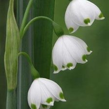 Cross stitch pattern: #873275