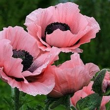 Cross stitch pattern: #873282