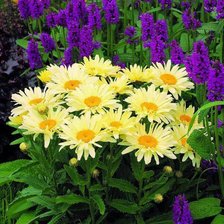 Cross stitch pattern: #873299