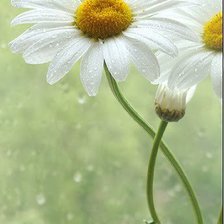 Cross stitch pattern: #873302