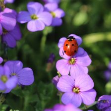 Cross stitch pattern: #873308