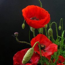 Cross stitch pattern: #873315