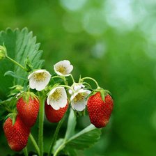 Cross stitch pattern: #873321