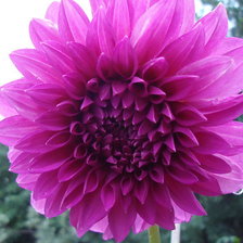 Cross stitch pattern: #873330