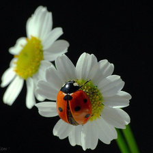 Cross stitch pattern: #873346