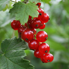 Cross stitch pattern: #873354