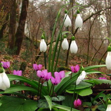 Cross stitch pattern: #873375