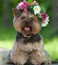 Cross stitch pattern: #873549